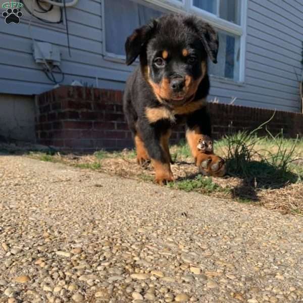 Bruno, Rottweiler Puppy