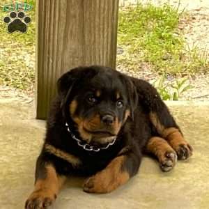 Bruno, Rottweiler Puppy