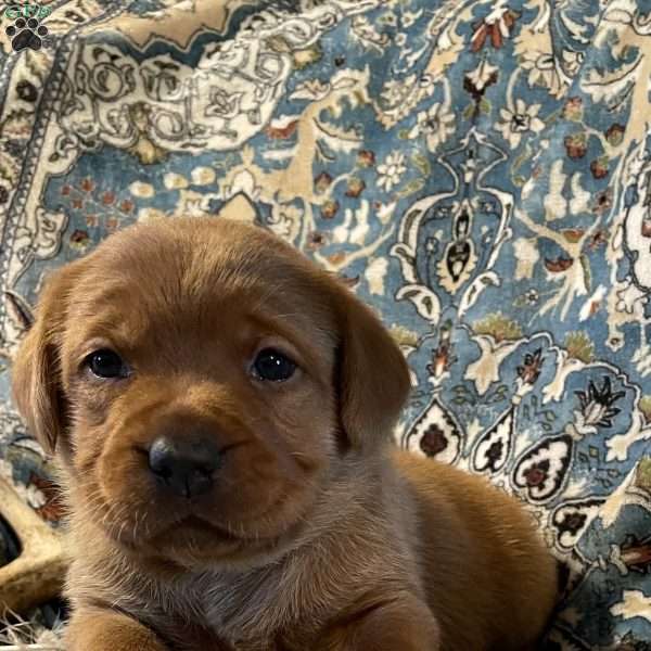 Honey, Fox Red Labrador Retriever Puppy