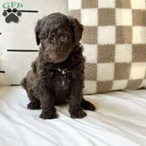 Mason, Portuguese Water Dog Puppy