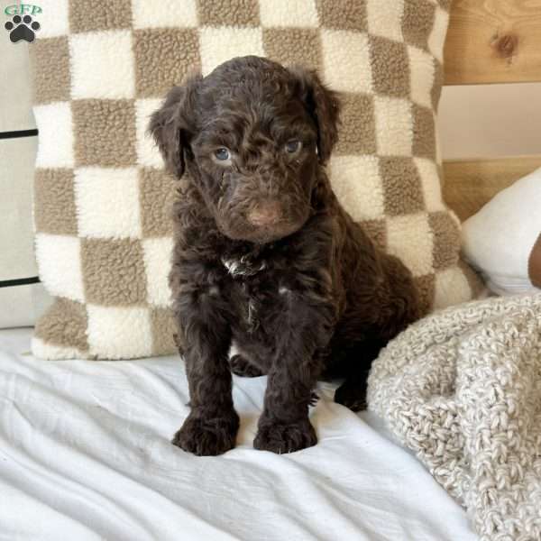 Mason, Portuguese Water Dog Puppy