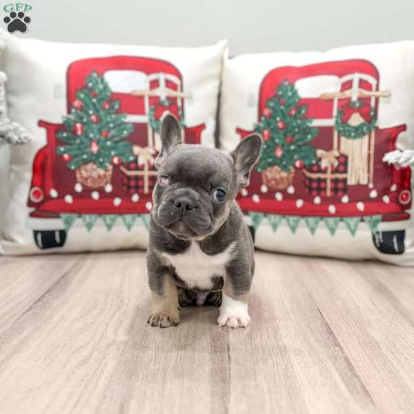 Max, French Bulldog Puppy