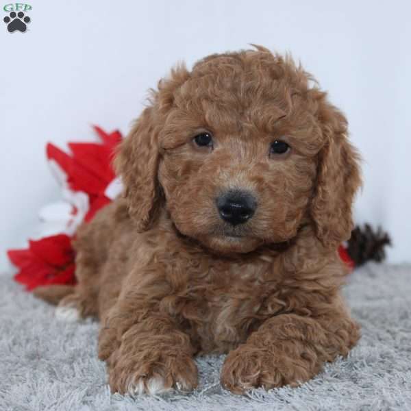 Jaxon, Mini Goldendoodle Puppy