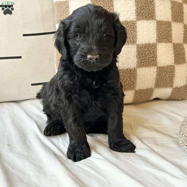 Milo, Portuguese Water Dog Puppy