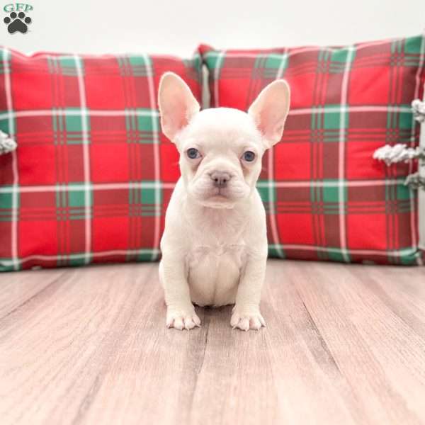 Misty, French Bulldog Puppy