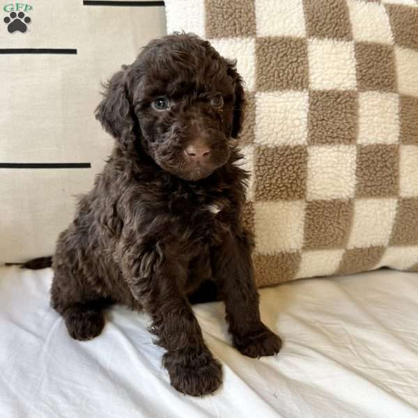 Casey, Portuguese Water Dog Puppy