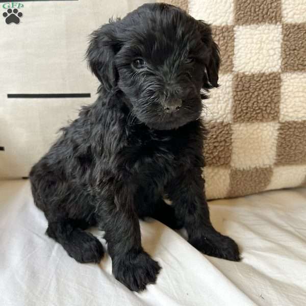 Lulu, Portuguese Water Dog Puppy