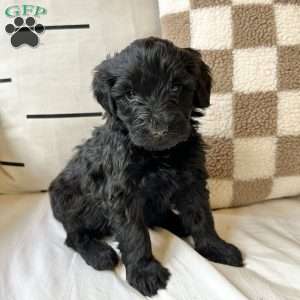 Lulu, Portuguese Water Dog Puppy