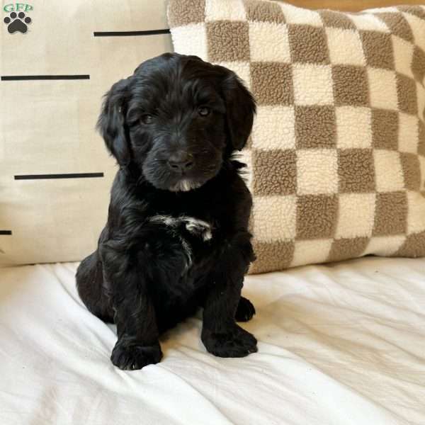 Lily, Portuguese Water Dog Puppy