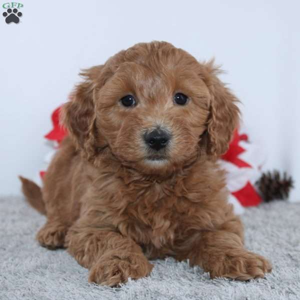 Jalen, Mini Goldendoodle Puppy