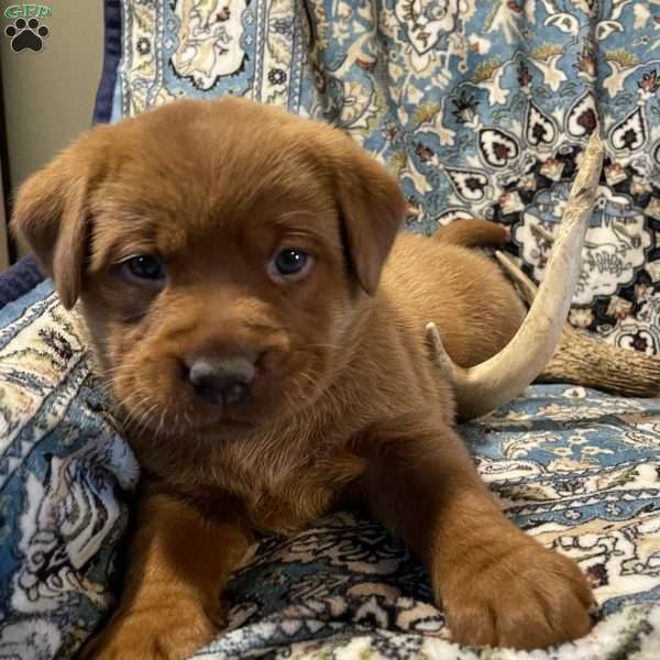 Fern, Fox Red Labrador Retriever Puppy