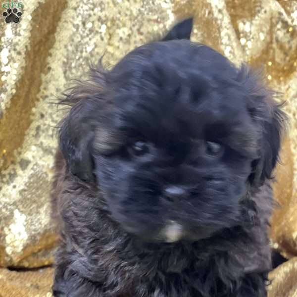 Aiden, Shih-Poo Puppy