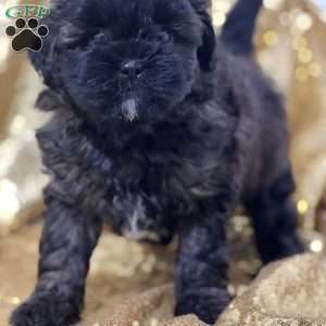 Aiden, Shih-Poo Puppy