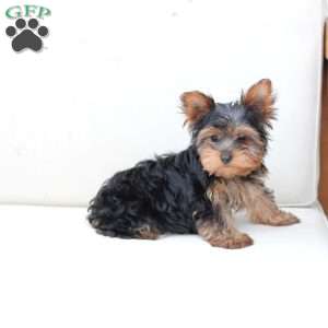 Oakley, Yorkie Puppy