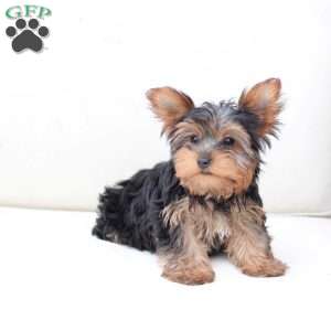 Oakley, Yorkie Puppy