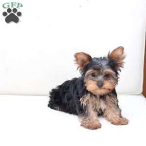 Oakley, Yorkie Puppy