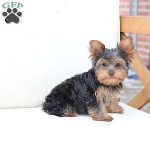 Oakley, Yorkie Puppy