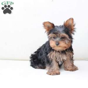 Oakley, Yorkie Puppy