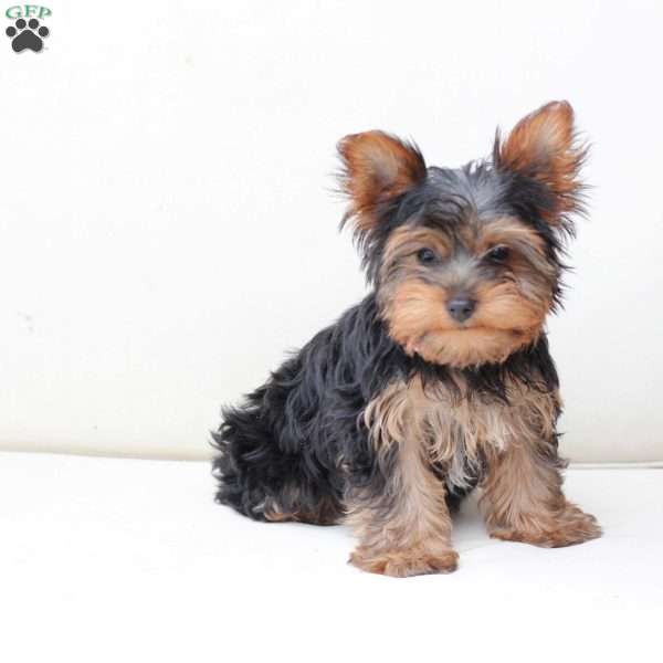 Oakley, Yorkie Puppy