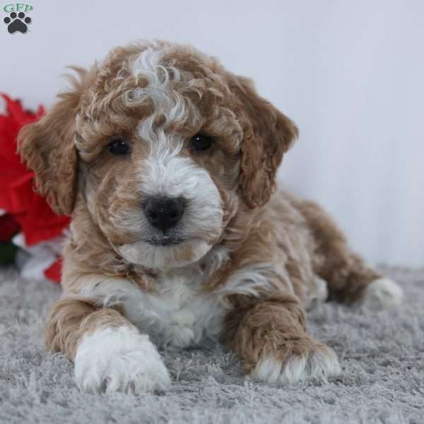 Jamin, Mini Goldendoodle Puppy