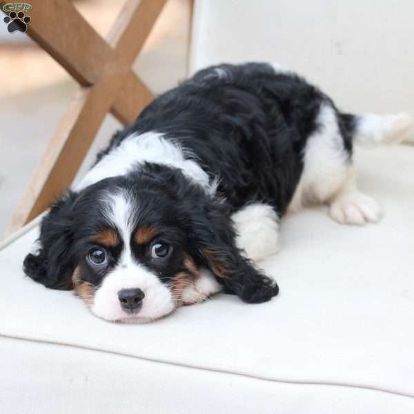 Cooper, Cavalier King Charles Spaniel Puppy