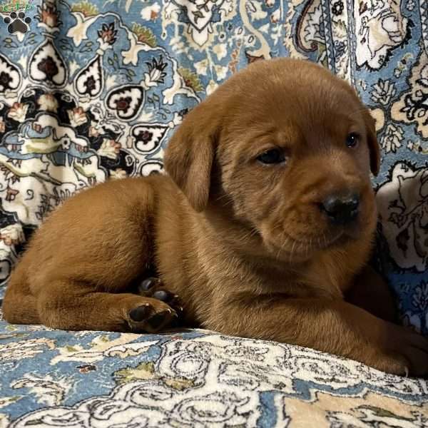 Malakai, Fox Red Labrador Retriever Puppy