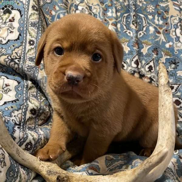 Peanut, Fox Red Labrador Retriever Puppy