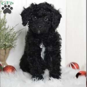 Jasper, Miniature Poodle Puppy