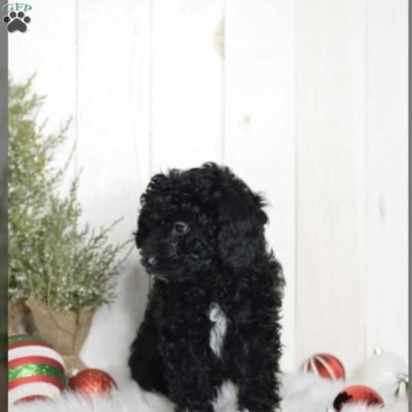 Jasper, Miniature Poodle Puppy