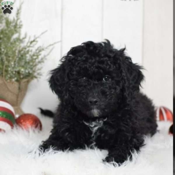 Willow, Miniature Poodle Puppy