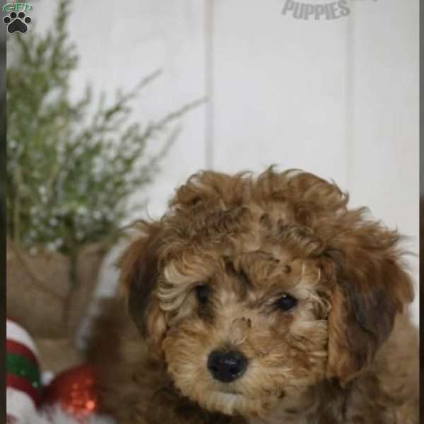 Juno, Miniature Poodle Puppy