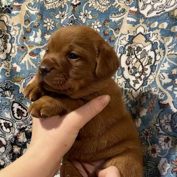 Maple, Fox Red Labrador Retriever Puppy