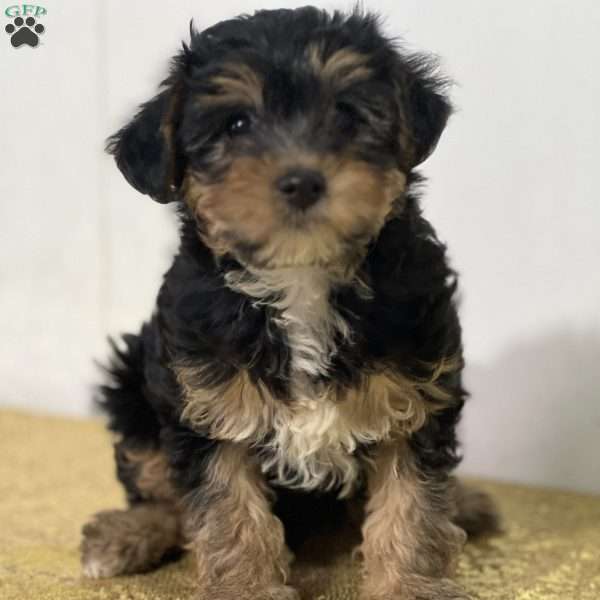 Kisses, Yorkie Poo Puppy