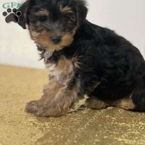 Kisses, Yorkie Poo Puppy