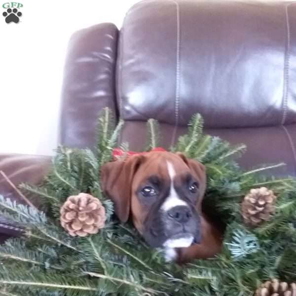 Nick, Boxer Puppy