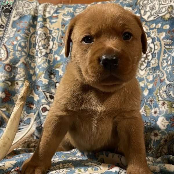 Scout, Fox Red Labrador Retriever Puppy