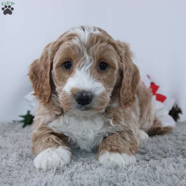 Jean, Mini Goldendoodle Puppy