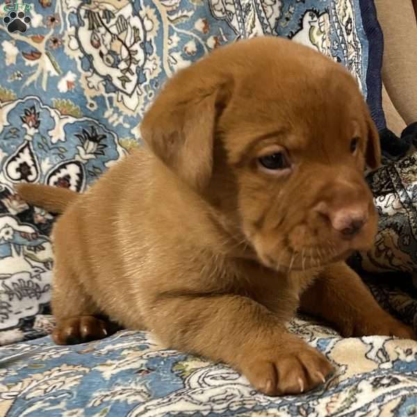 Nugget, Fox Red Labrador Retriever Puppy