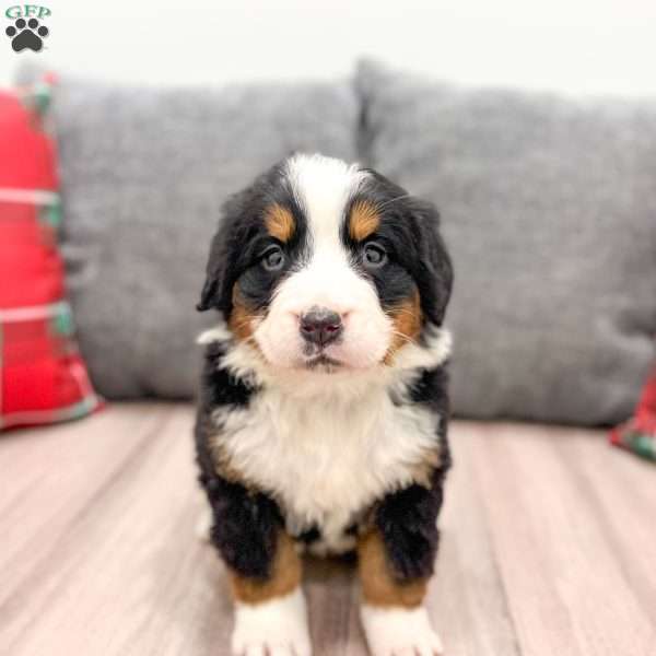 Kylie, Bernese Mountain Dog Puppy