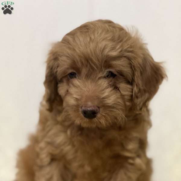 Fifi, Cavapoo Puppy