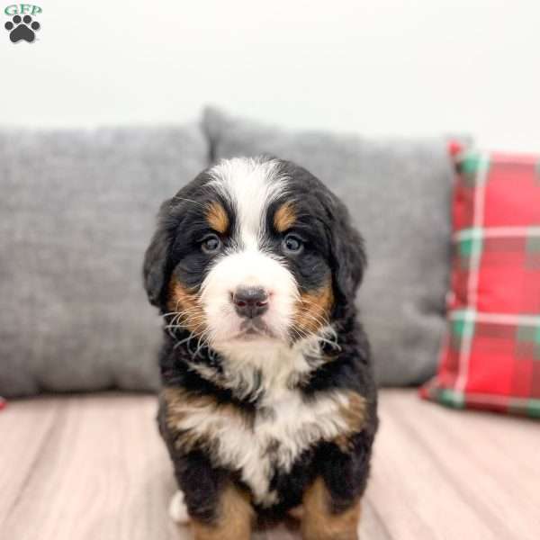 Archie, Bernese Mountain Dog Puppy