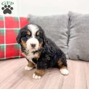 Archie, Bernese Mountain Dog Puppy