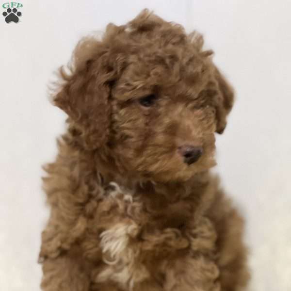 Flynn, Cavapoo Puppy