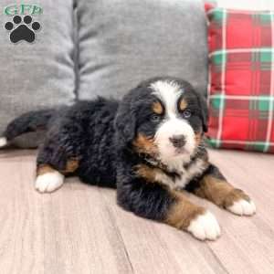 Archie, Bernese Mountain Dog Puppy