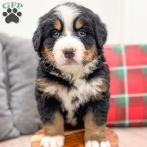 Archie, Bernese Mountain Dog Puppy