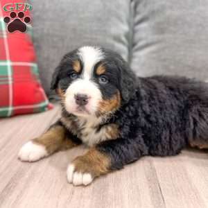 Archie, Bernese Mountain Dog Puppy