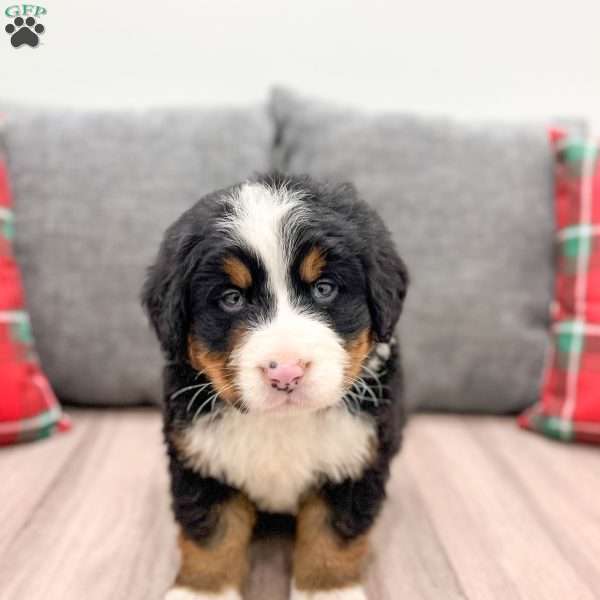 Benji, Bernese Mountain Dog Puppy