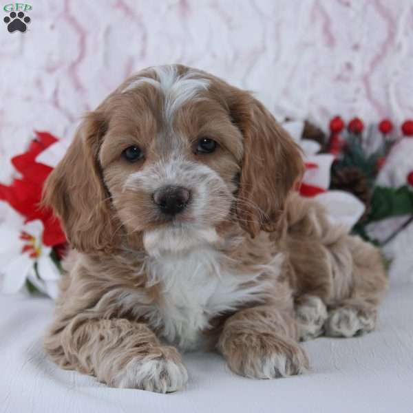 Gayle, Cockapoo Puppy