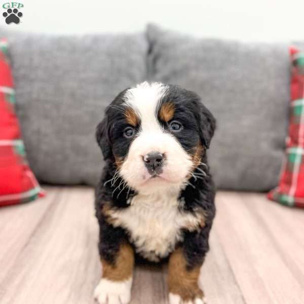 Boe, Bernese Mountain Dog Puppy