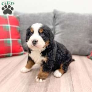 Boe, Bernese Mountain Dog Puppy